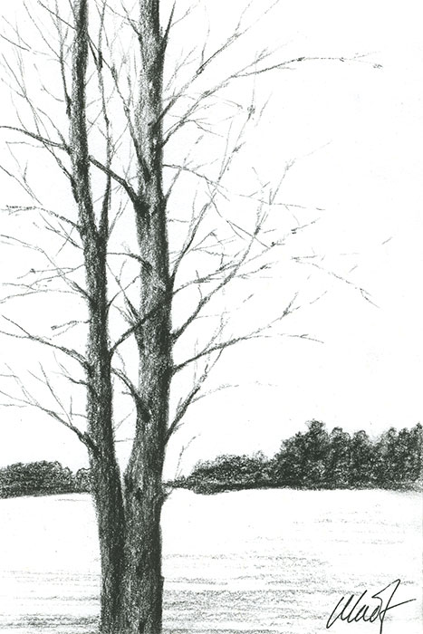 Yelena Shabrova ~ A sketch a day: winter trees ~ Derwent charcoal pencil on Canson drawing paper, 4" x 6"