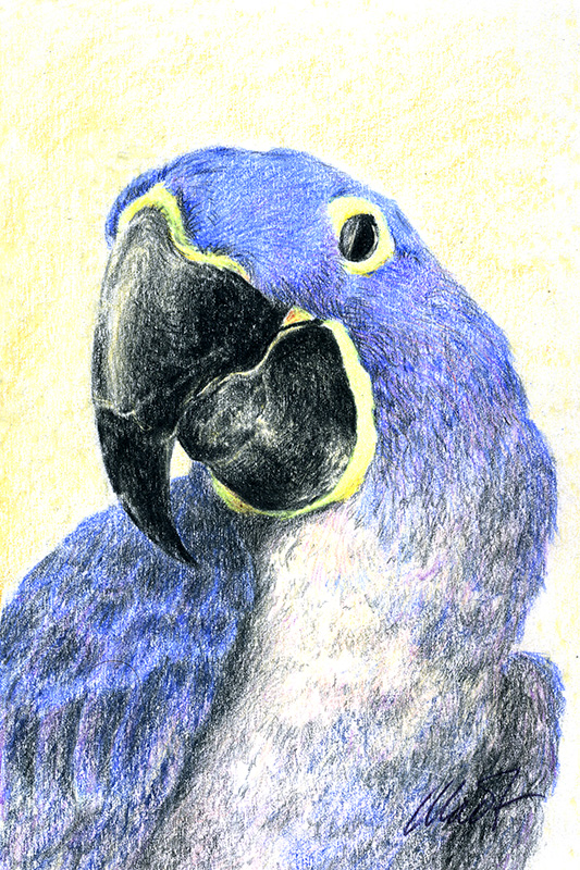 Yelena Shabrova ~ Parrot ~ colored pencil, 4" x 6"