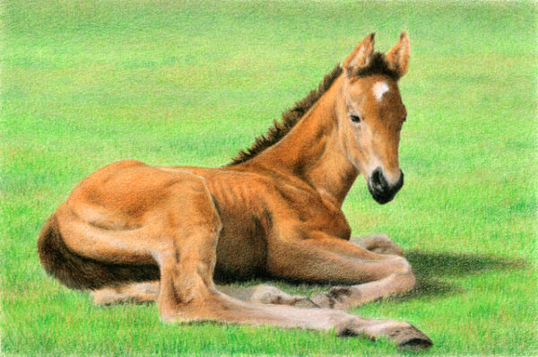Daydreaming ~ colored pencil on drawing paper, 8.5" x 5.5"