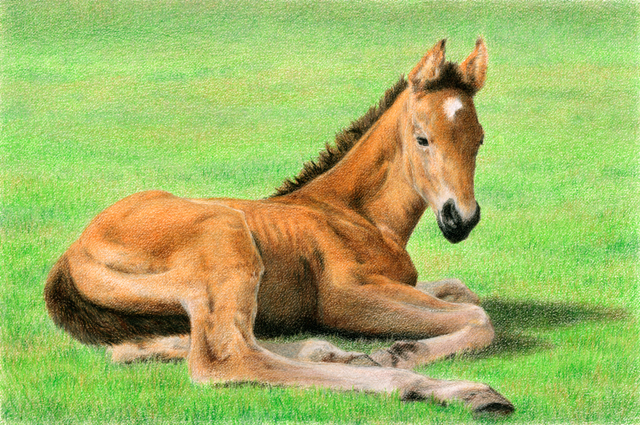 Daydreaming ~ colored pencil on drawing paper, 8.5" x 5.5"