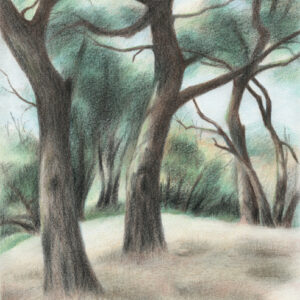 Lexington Oaks - colored pencil on drawing paper, 6 .5 "x 8.75"