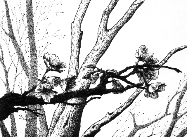 New Spring I - pen and ink on drawing paper, 6.75" x 4.75"