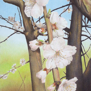 Yelena Shabrova ~ Plum Blossoms in Los Gatos Creek Park - colored pencil on Bristol paper, 16" x 20"