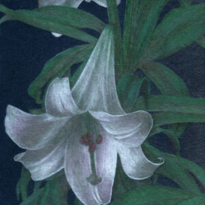 Yelena Shabrova ~ White Lily - colored pencil on colored paper, 9" x 12"