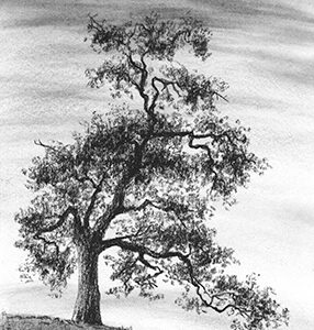 The Old Oak - charcoal on drawing paper, 4" x 6"