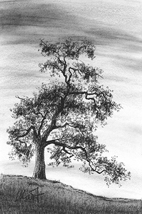 The Old Oak - charcoal on drawing paper, 4" x 6"