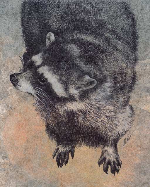 Black and white raccoon looking to the left on a richly textured background