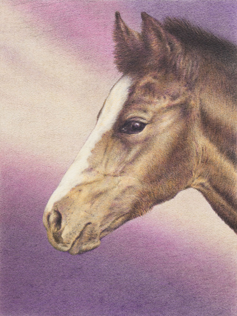 Yelena Shabrova ~ Newborn ~ Derwent colored pencil on Bienfang watercolor paper, horse portrait