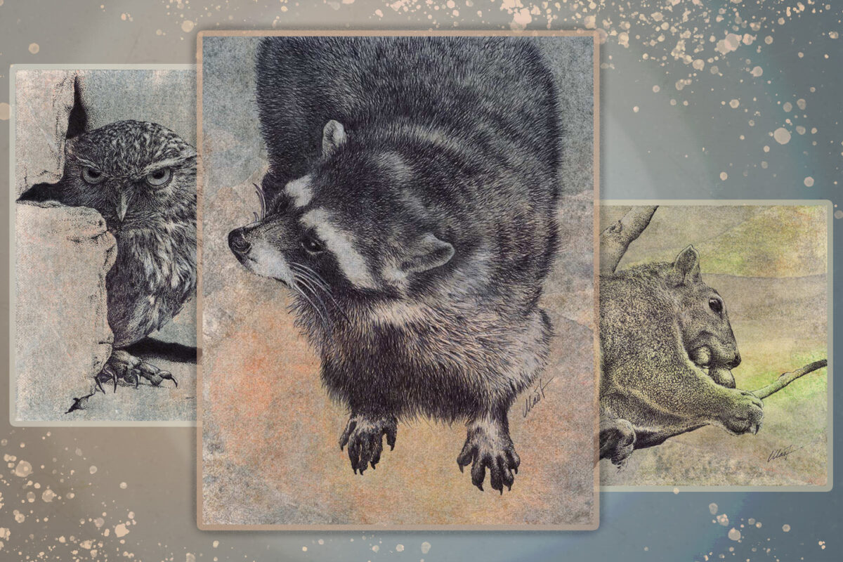 collage of 3 mixed media drawings (owl and squirrel on the back, raccoon on the front, partially overlapping them) with an abstract background