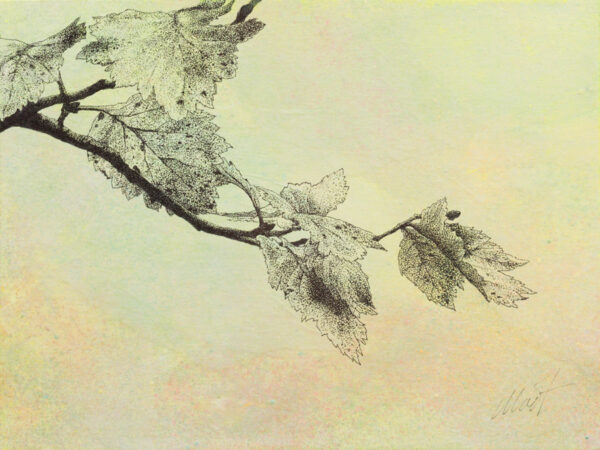 image of Stories of the Forest IV, mixed media drawing on canvas board, 12" x 9", by Yelena Shabrova