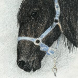 drawing of a horse head profile, pastel pencil, 8" x 10", by Yelena Shabrova