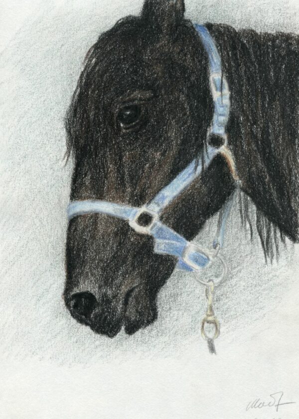 drawing of a horse head profile, pastel pencil, 8" x 10", by Yelena Shabrova