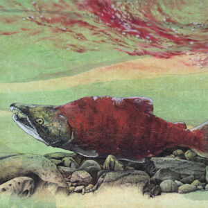 Resting Sockeye Salmon - mixed media, 12" x 9"