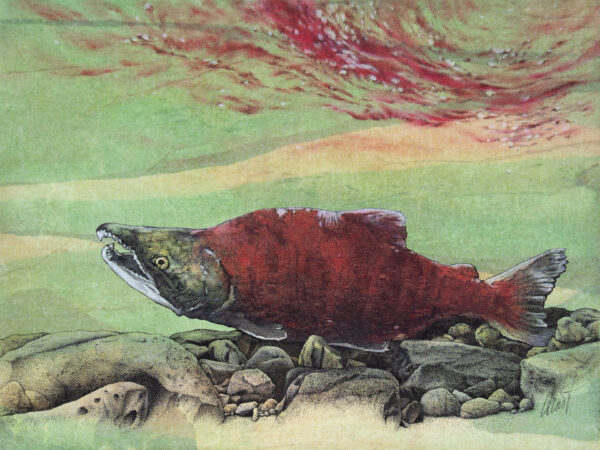 Resting Sockeye Salmon - mixed media, 12" x 9"