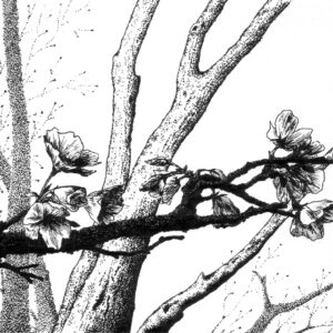 Horizontal blossoming plum branch with faint tree trunks in the background, black ink on white paper
