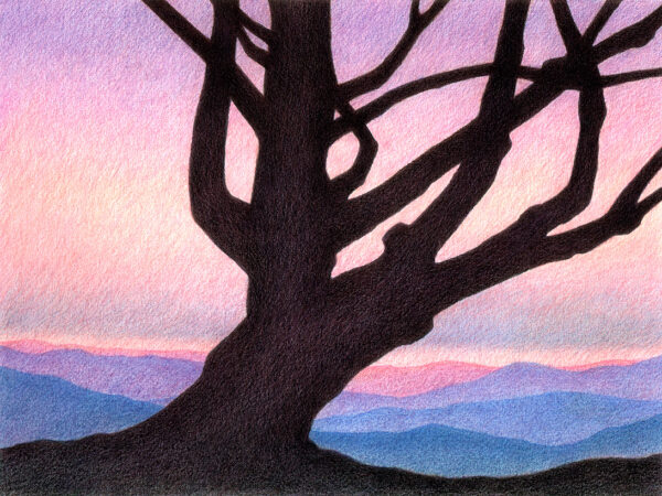 Colored pencil drawing of an old pine tree against the backdrop of pink and purple sunset skies and distant mountain ranges