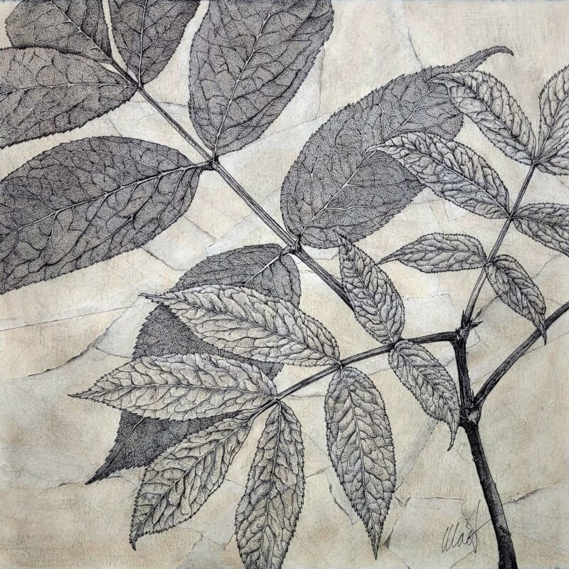 cropped blackberry leaves in black ink over a torn tissue paper collage in earthy colors