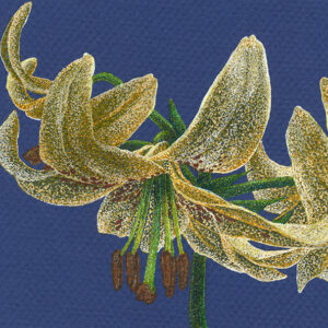 Yelena Shabrova ~ Golden Lilies ~ gel pens on colored paper, 6.3 x 4.7 in (12 x 16 cm)