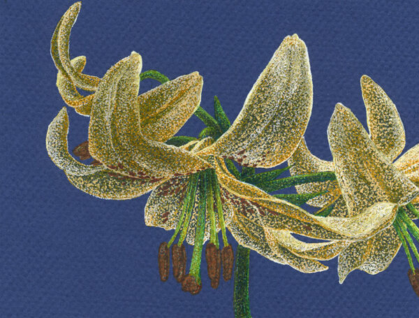 Yelena Shabrova ~ Golden Lilies ~ gel pens on colored paper, 6.3 x 4.7 in (12 x 16 cm)