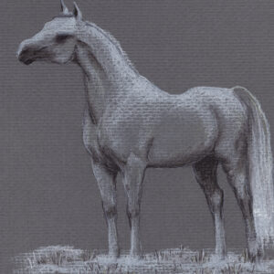 Drawing of a white Arabian horse standing on thin layer of snow, facing left, on gray background