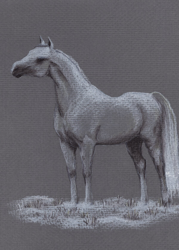 Drawing of a white Arabian horse standing on thin layer of snow, facing left, on gray background