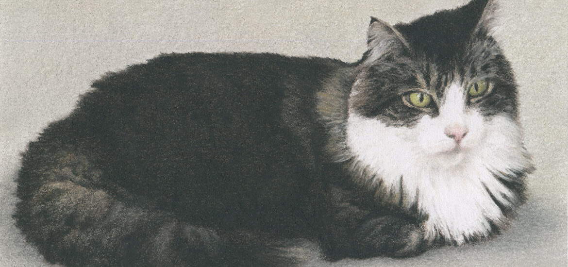 pastel pencil drawing of a cat laying with his paws tucked and head on the right side