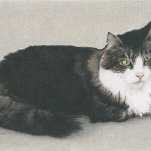 pastel pencil drawing of a cat laying with his paws tucked and head on the right side