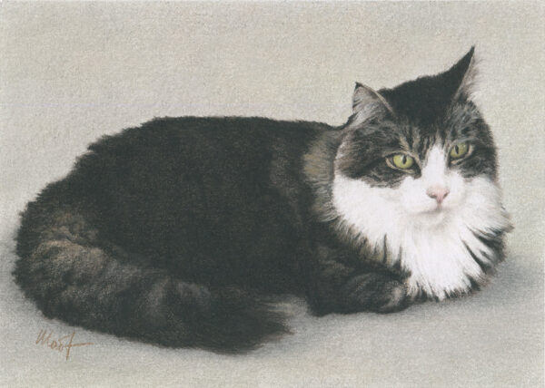 pastel pencil drawing of a cat laying with his paws tucked and head on the right side