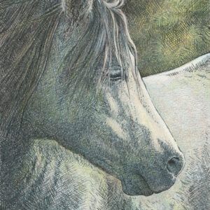 Black pen sketch of a white horse in profile, facing right over its shoulder, with detailed shading, textured fur, and soft sunlight spots on the horse and in the background.