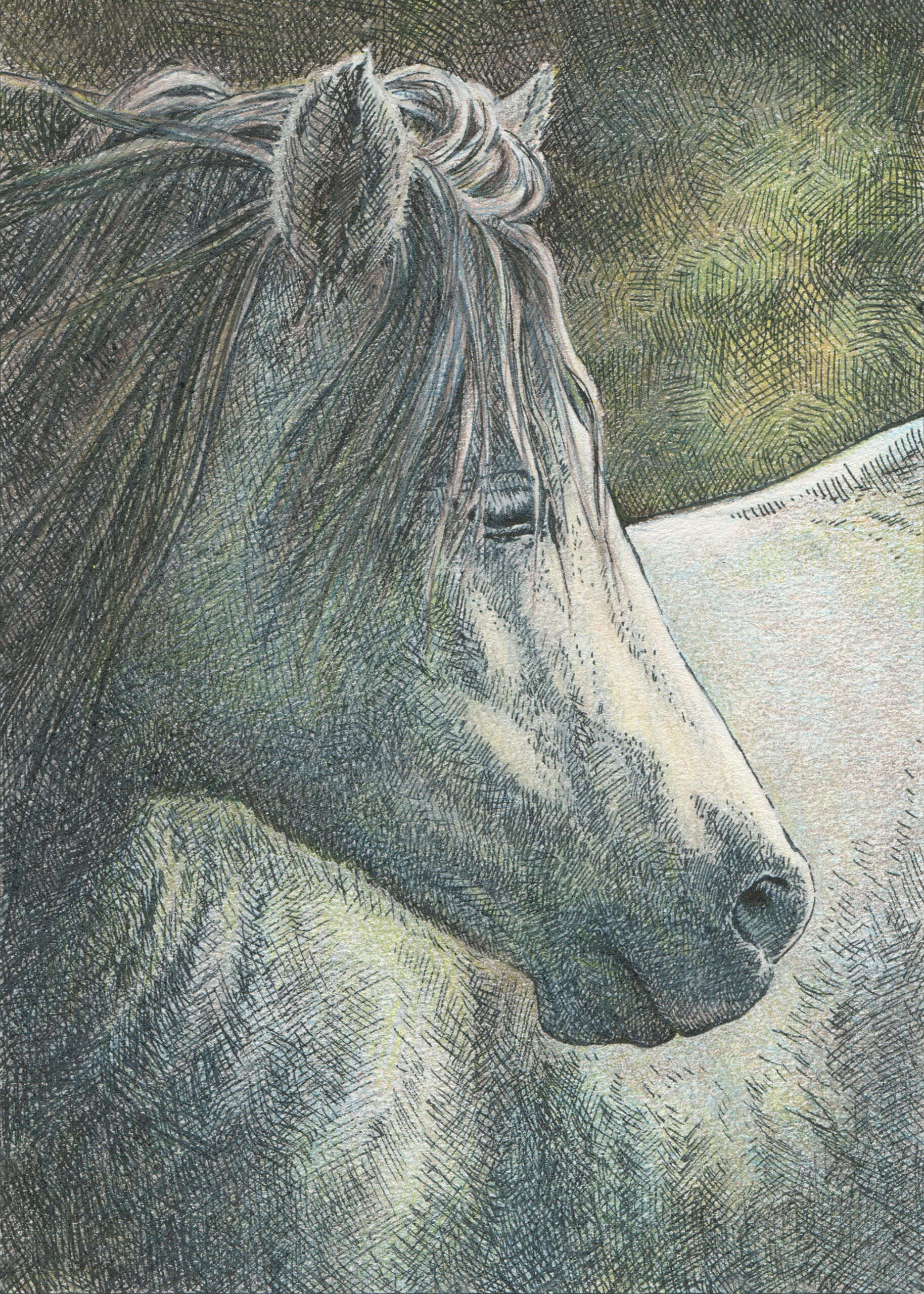 Black pen sketch of a white horse in profile, facing right over its shoulder, with detailed shading, textured fur, and soft sunlight spots on the horse and in the background.
