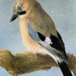 Yelena Shabrova ~ Pause ~ colored pencil, 5x7