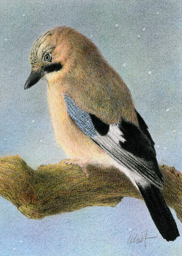 Yelena Shabrova ~ Pause ~ colored pencil, 5x7
