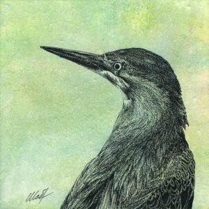 Yelena Shabrova ~ Oregon Wildlife. Least Bittern ~ mixed media on canvas, 8" x 8"