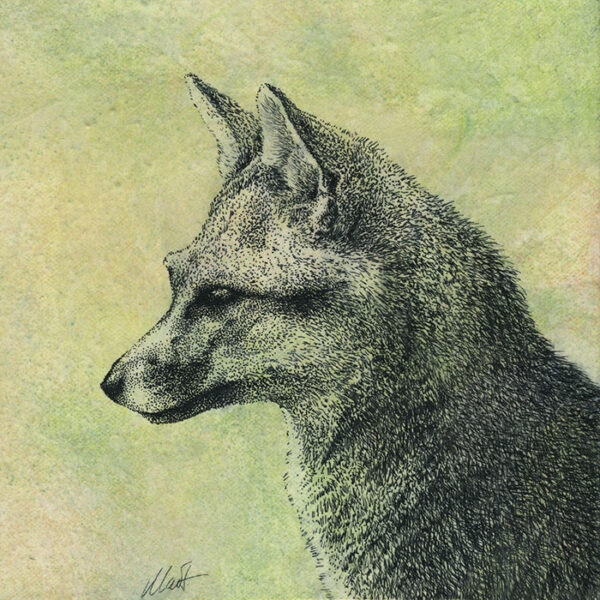 Yelena Shabrova ~ Oregon Wildlife. Gray Fox ~ mixed media on canvas, 8" x 8"