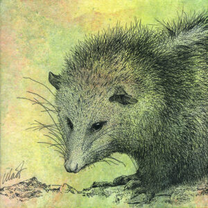 Yelena Shabrova ~ Oregon Wildlife. Opossum ~ mixed media on canvas, 8" x 8"