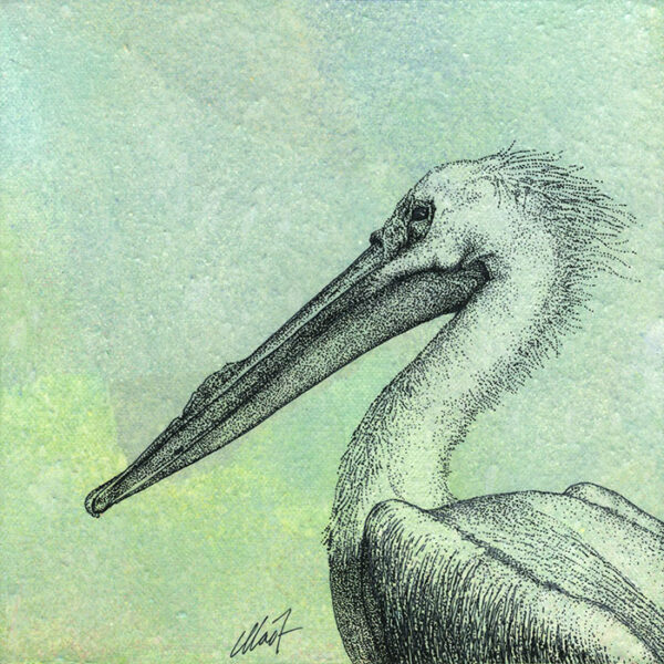 Yelena Shabrova ~ Oregon Wildlife. White Pelican ~ mixed media on canvas, 8" x 8"