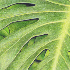 Fortitude - colored pencil, 9" x 6"