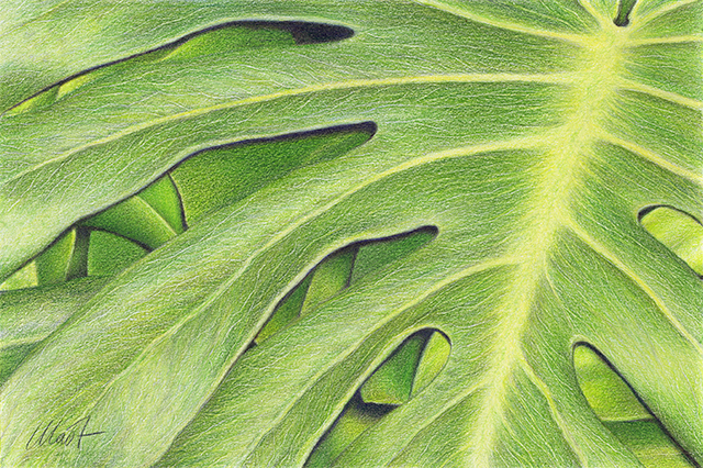 A close-up of a philodendron  leaf with distinct veins and cutouts, showcasing intricate textures and shades of green and yellow.