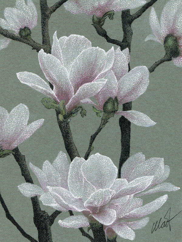 Drawing of blossoming star magnolias. Flowers were done in white gel ink pen, branches and young leaves were done in black felt tip pen. Colored pencil was used for add pink to flowers, various greens to leaves, and earthy colors to branches. Background is a warm, slightly green shade of gray with visible small fiber parts in it.