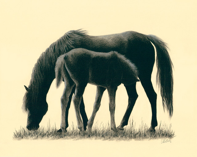 Soft, finely detailed drawing of two horses - an mare and a foal pictured from a side. The mare (mom) is peacefully grazing with her head on the right lowered to the grass. The several months old foal is standing by her side suckling, his head slightly lowered to get to his mom's milk. Their bodies overlap. The grass beneath them is lightly sketched with fine strokes.