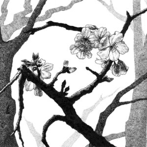 Yelena Shabrova ~ New Spring II ~ pen and ink on drawing paper, 6.75" x 4.75"
