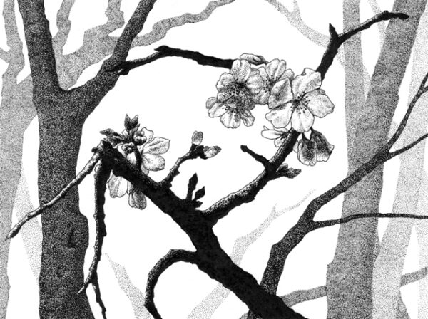 Yelena Shabrova ~ New Spring II ~ pen and ink on drawing paper, 6.75" x 4.75"