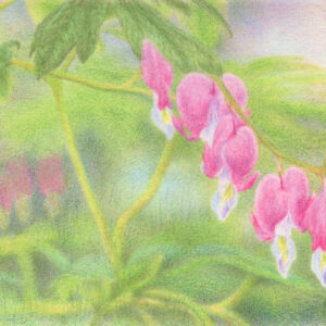 A delicate colored pencil drawing of pink bleeding heart flowers hanging from a curved stem, surrounded by soft green foliage.
